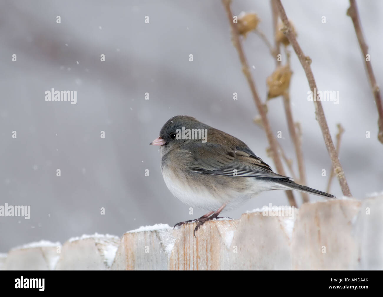 Un Junco ardoisé foncé est perché sur une clôture durant une chute de neige. Profil. New York, USA. Banque D'Images