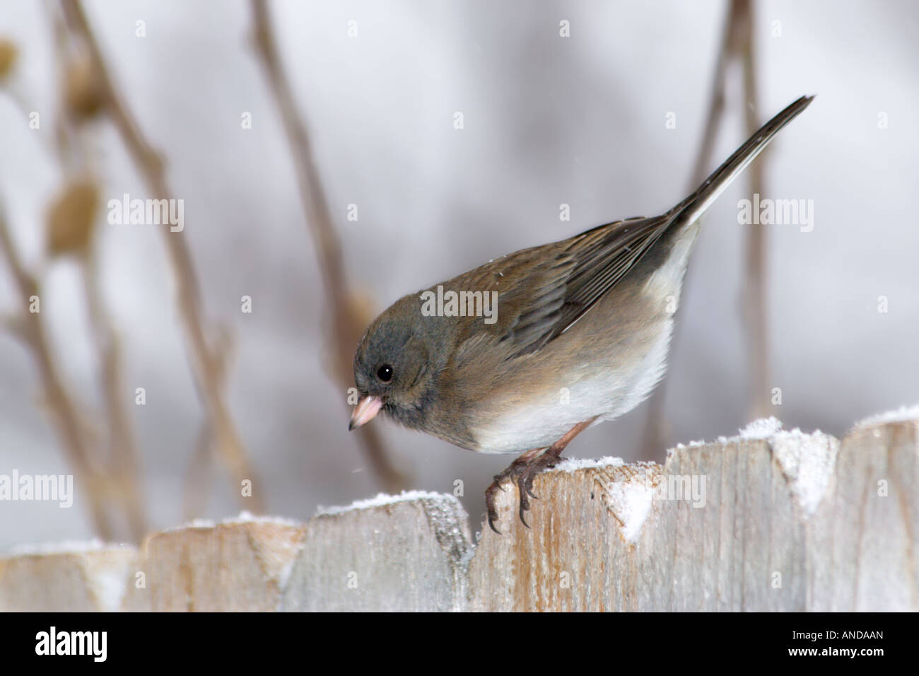 Le Junco ardoisé (Junco hyemalis) sur un mur de neige. New York, USA. Banque D'Images