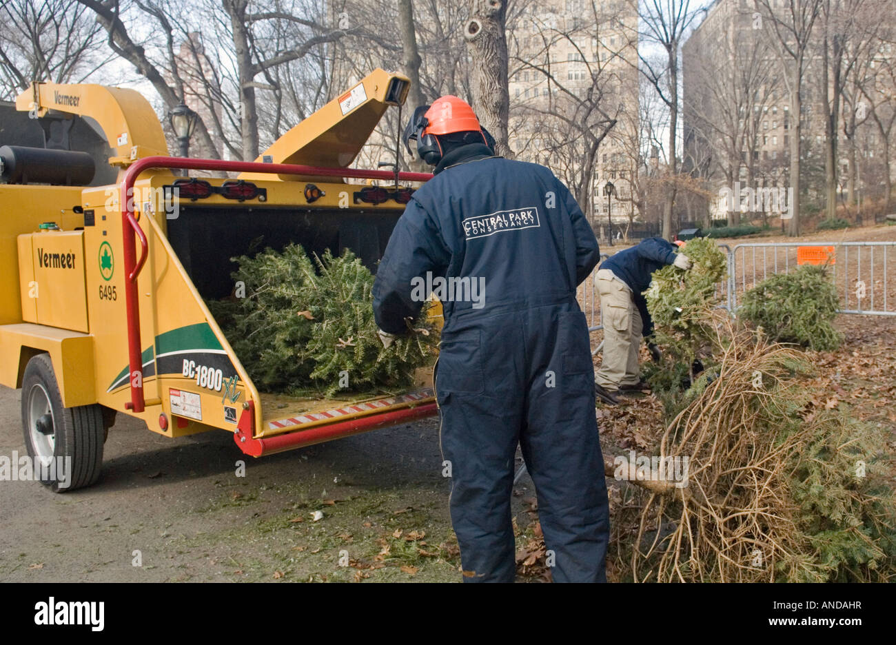 Le recyclage des arbres de Noël dans Central Park à Manhattan Banque D'Images