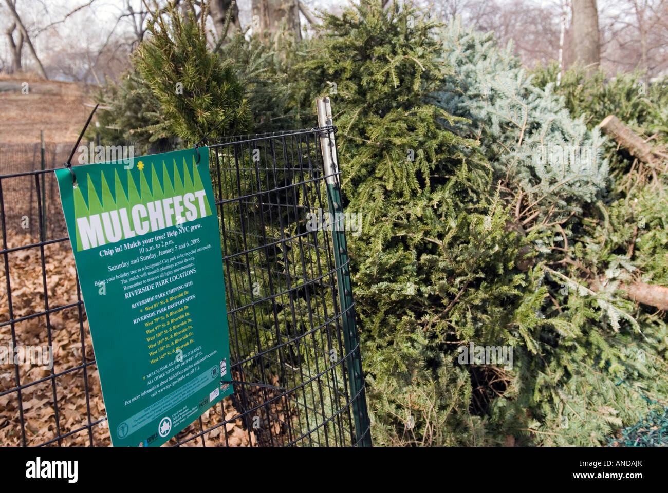 Le recyclage des arbres de Noël dans Central Park à Manhattan Banque D'Images