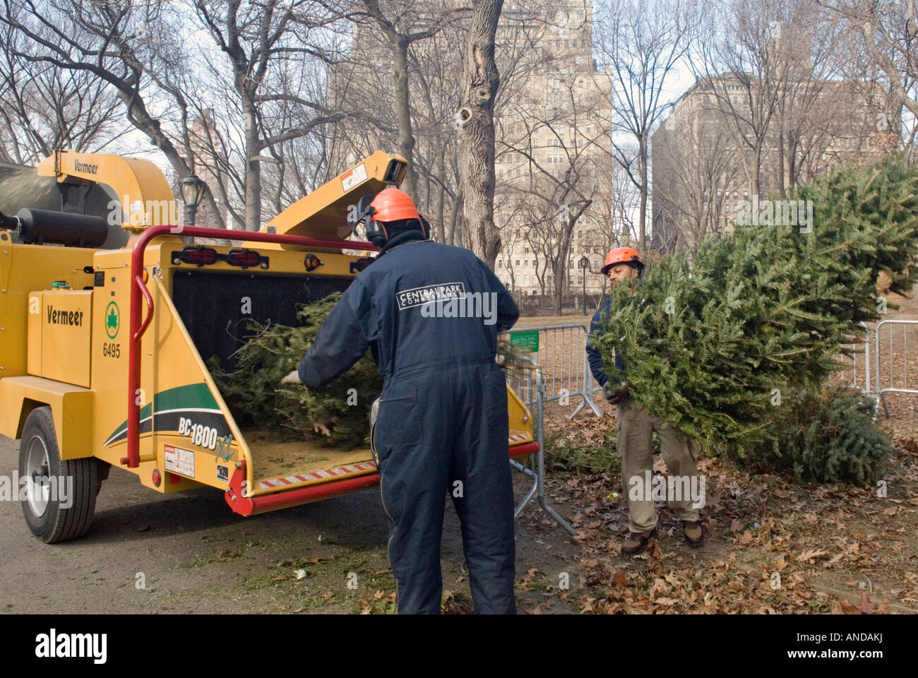 Le recyclage des arbres de Noël dans Central Park à Manhattan Banque D'Images
