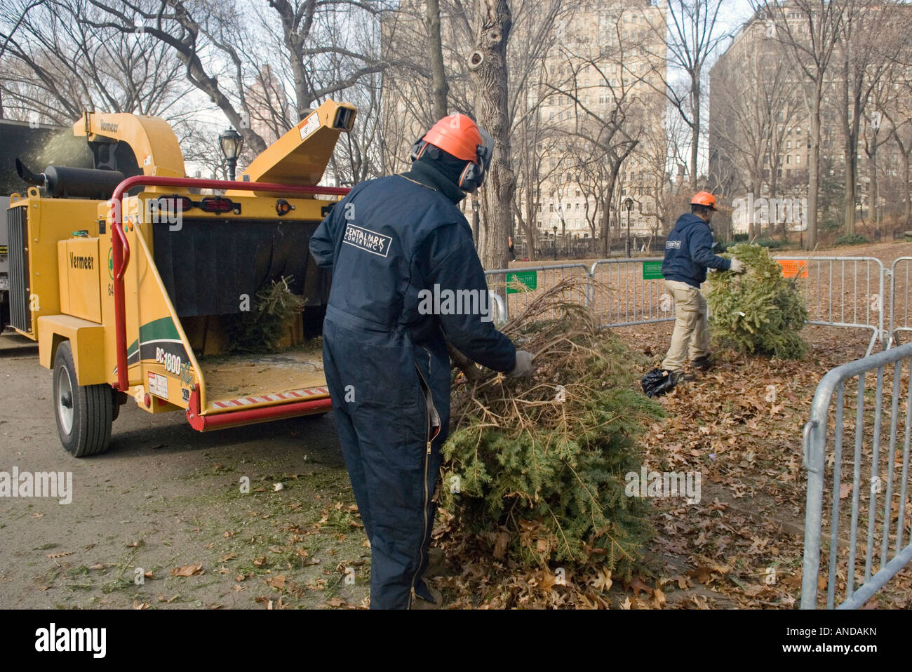 Le recyclage des arbres de Noël dans Central Park à Manhattan Banque D'Images