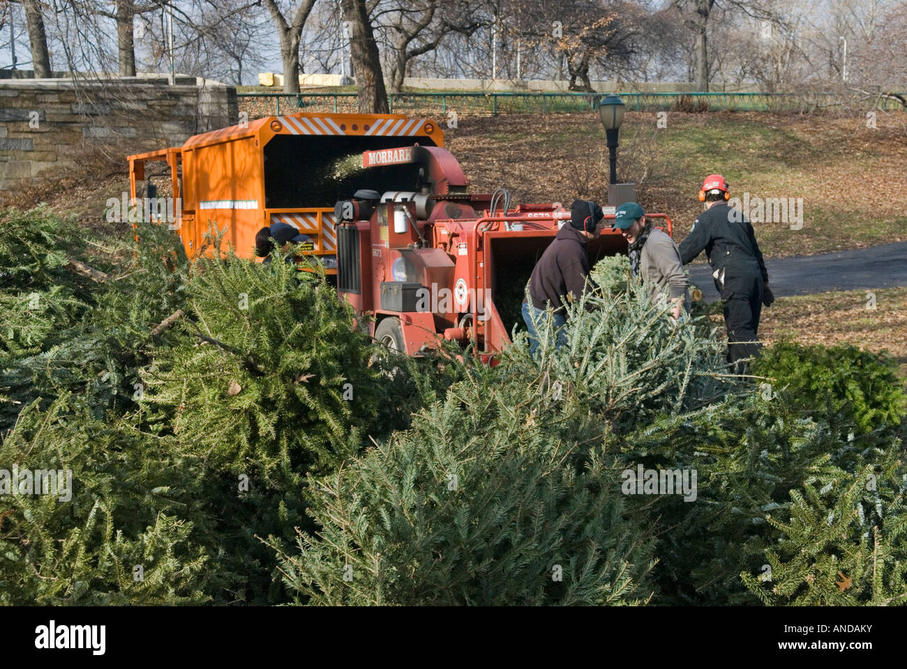 Le recyclage des arbres de Noël à Riverside Park à Manhattan Banque D'Images