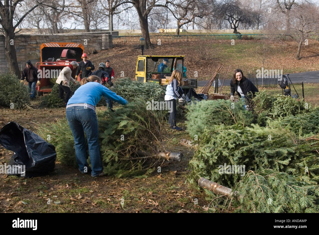Le recyclage des arbres de Noël à Riverside Park à Manhattan Banque D'Images