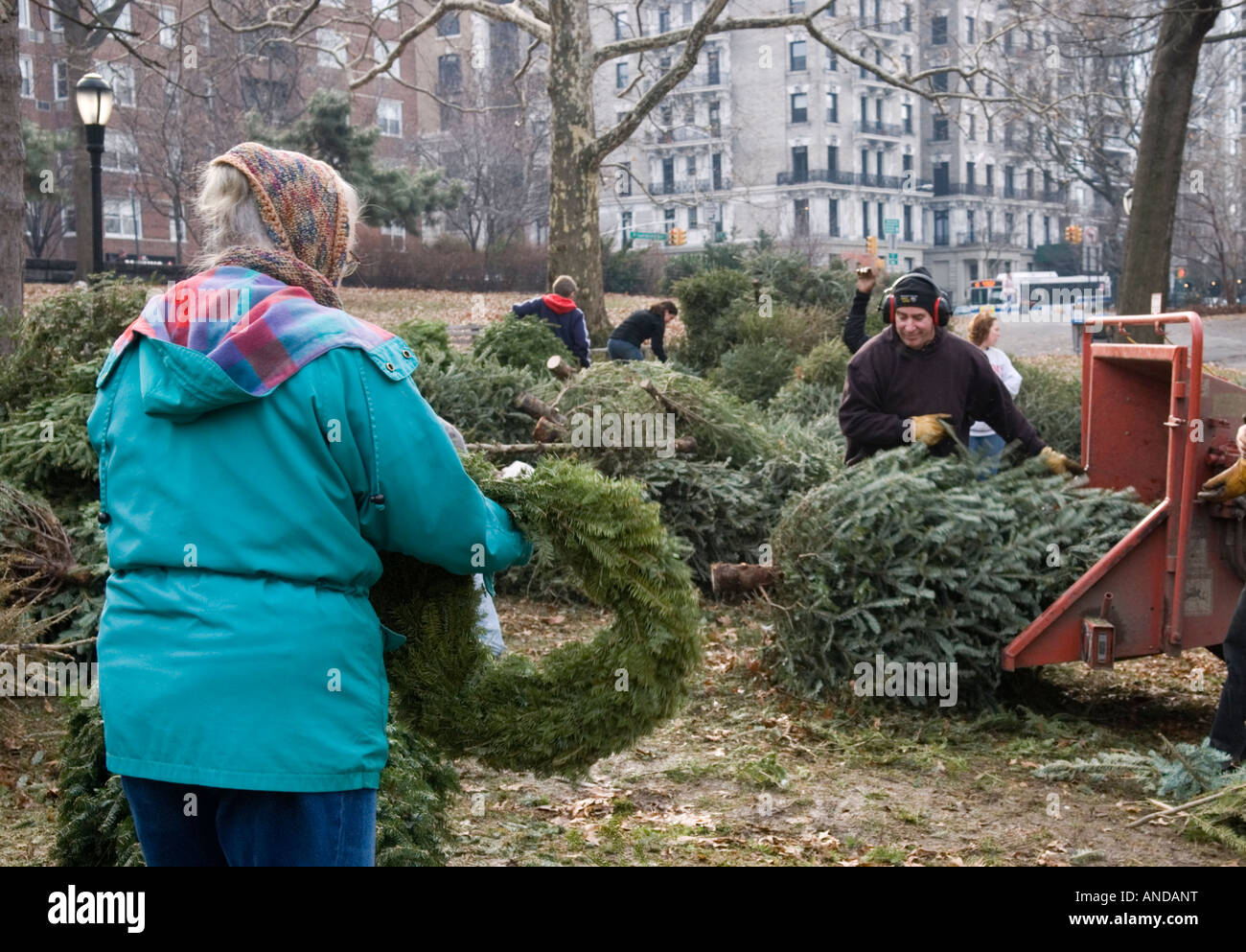 Le recyclage des arbres de Noël à Riverside Park à Manhattan Banque D'Images