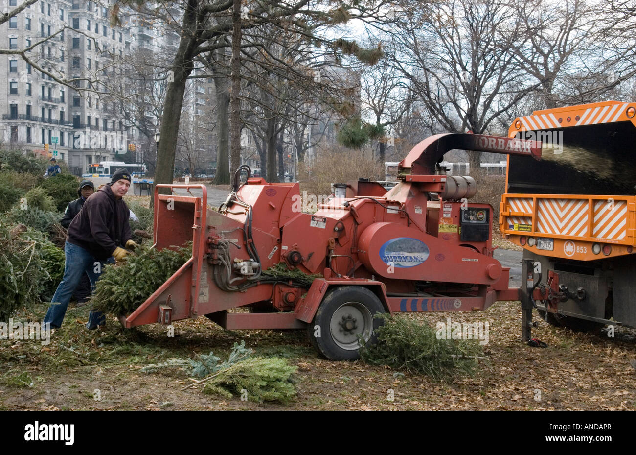 Le recyclage des arbres de Noël à Riverside Park à Manhattan Banque D'Images