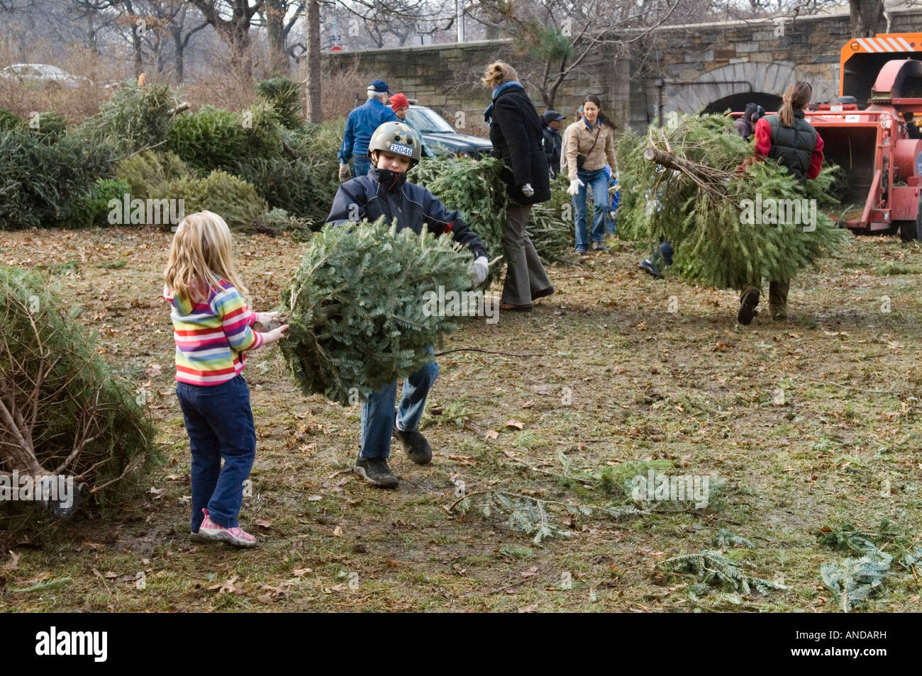 Le recyclage des arbres de Noël des bénévoles à Riverside Park à Manhattan Banque D'Images