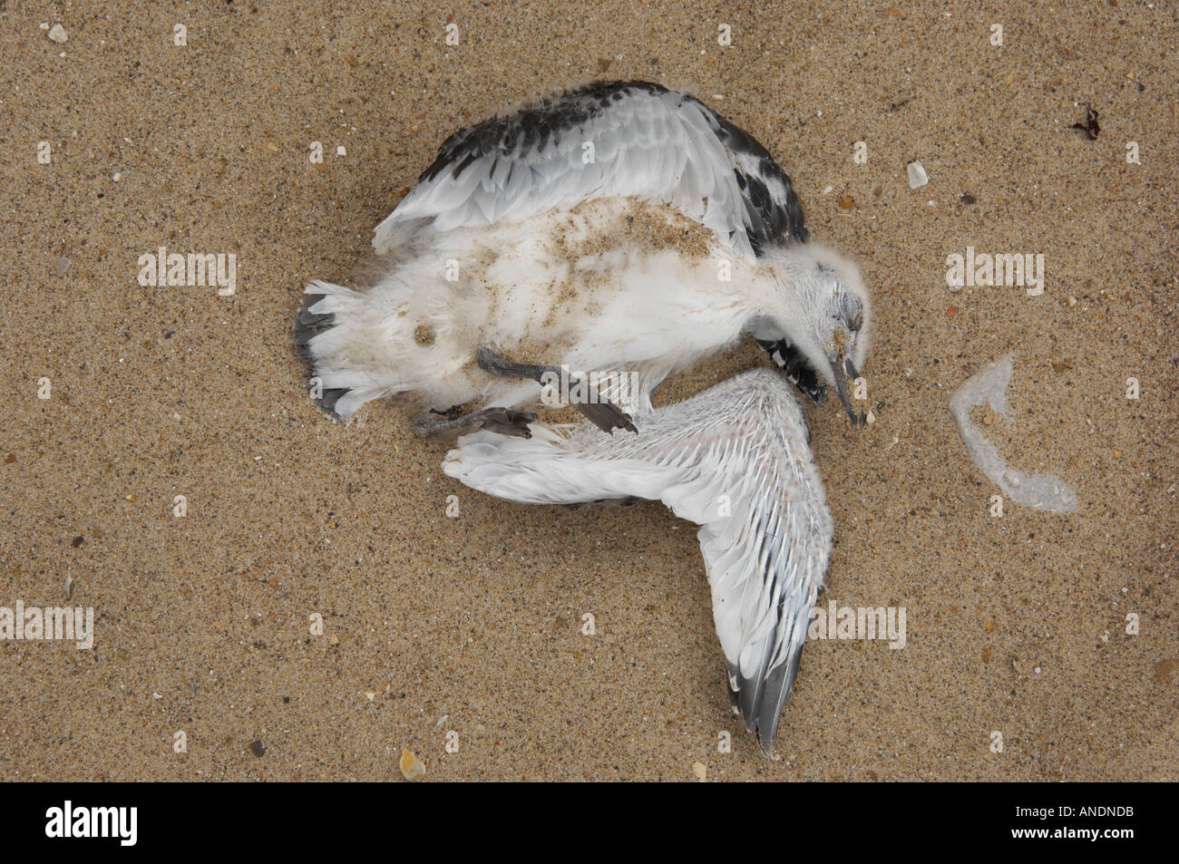 Poussin de mouette tridactyle morts de la côte du Nord-Est UK Banque D'Images