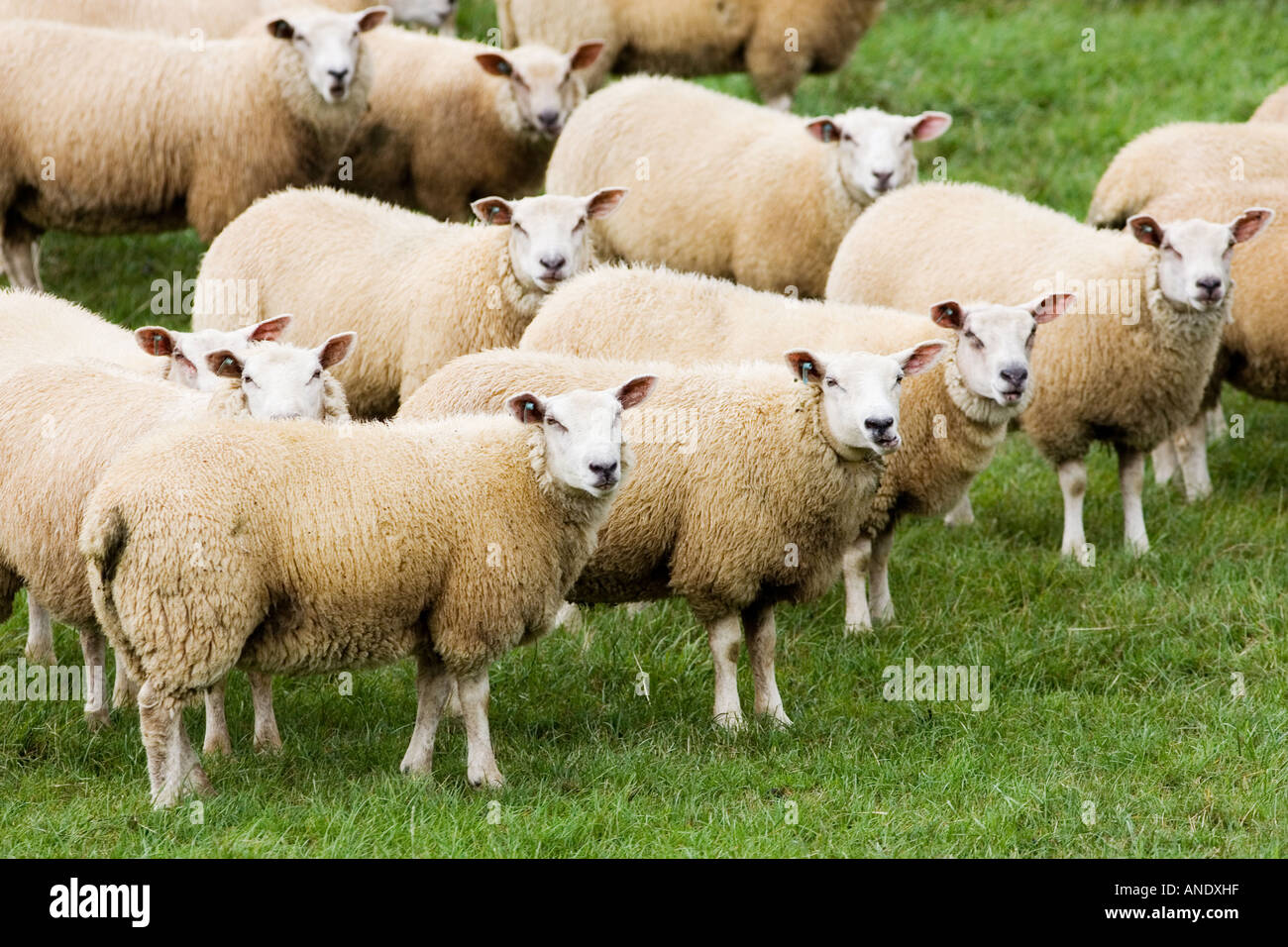 Troupeau de moutons dans un champ les Cotswolds Angleterre Banque D'Images