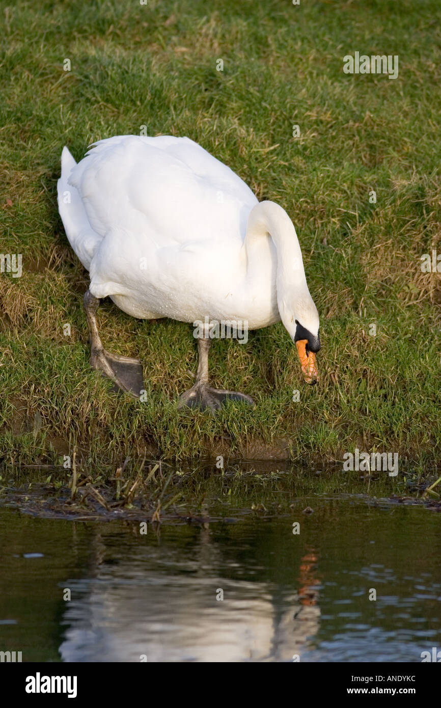 Cygne muet sur le bord de la rivière Windrush Oxfordshire Royaume-Uni Banque D'Images