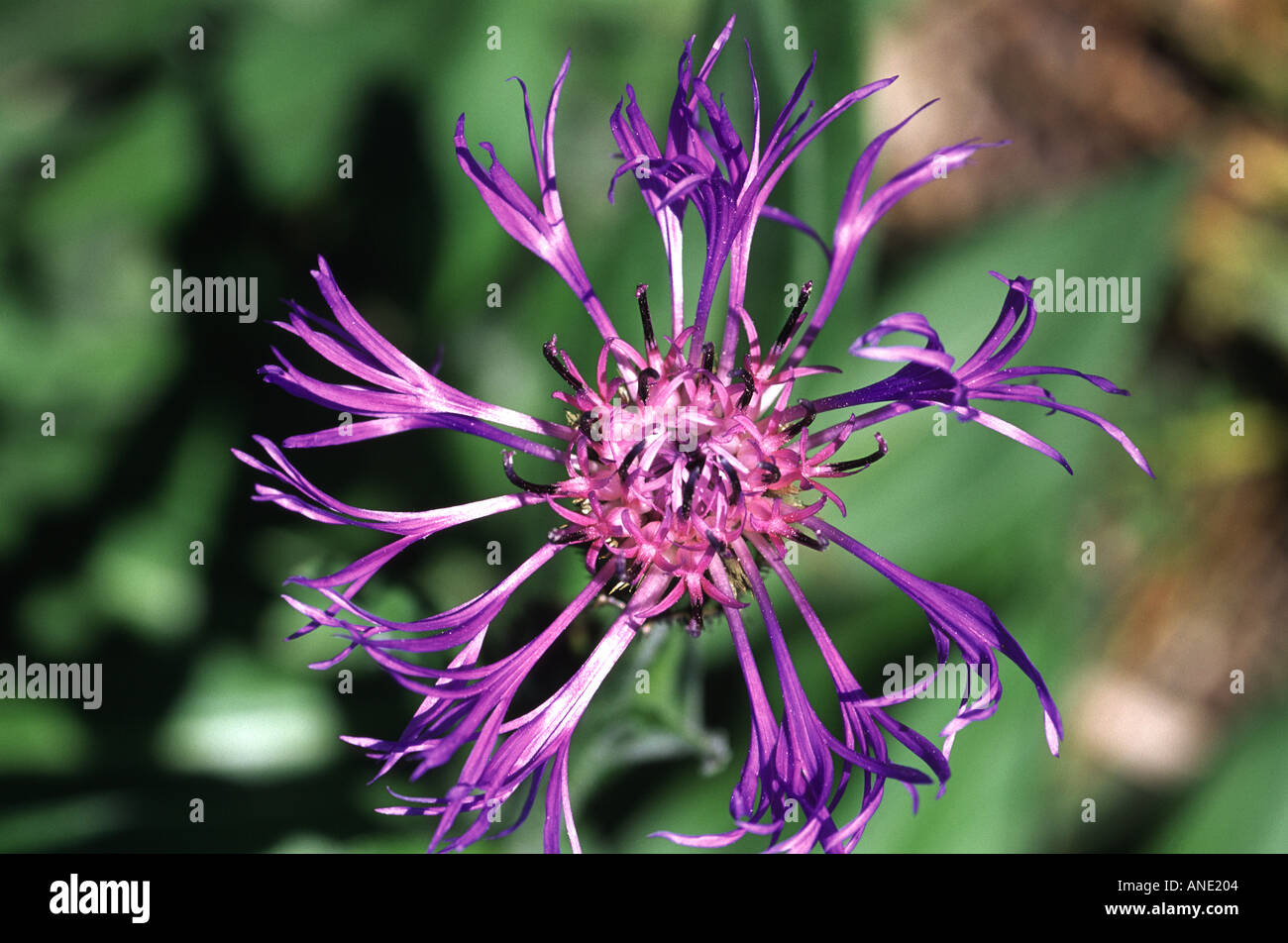 Jardins du Château de Crathes Fleur Star Banque D'Images