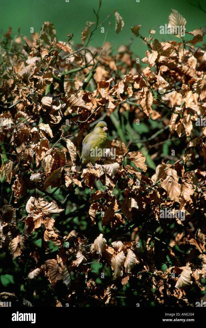 Verdier d'oiseau dans un hêtre haie Swinbrook Oxfordshire Royaume-Uni Banque D'Images