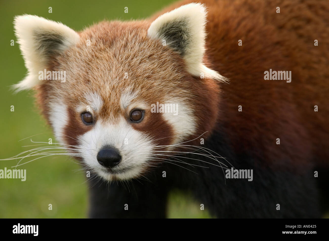 Petit Panda Ailurus fulgens Close up head shot à la photographe à Banque D'Images