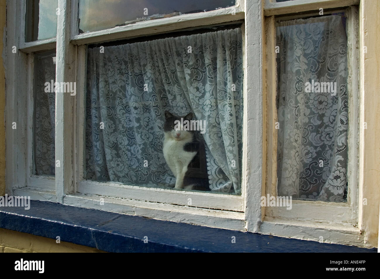 Chat noir et blanc assis dans une fenêtre cottage Banque D'Images
