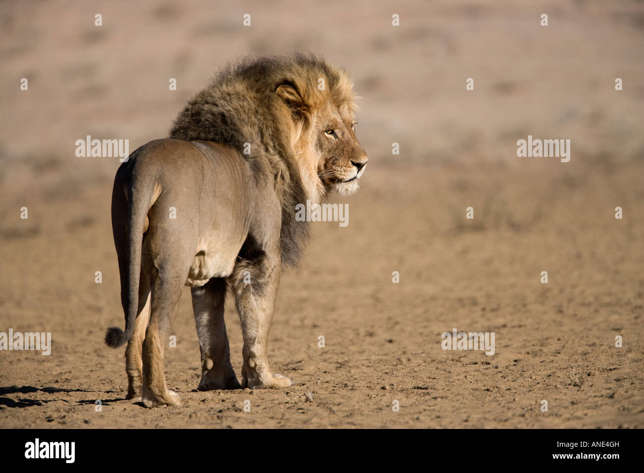 Lion Panthera leo male au ventre plein Parc transfrontalier de Kgalagadi en Afrique du Sud Banque D'Images