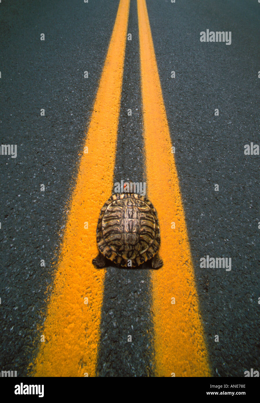 La tortue du trafic sur route tout droit Banque D'Images