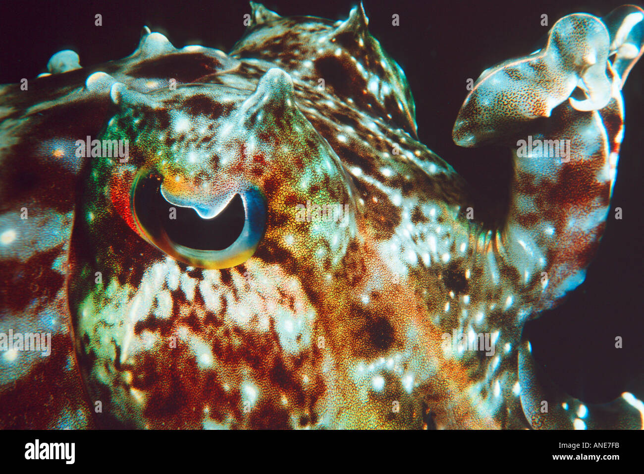 Cutlefish Récifs coralliens Harrier sp Sépia Grande Barrière de corail en Australie Pacifique S Banque D'Images