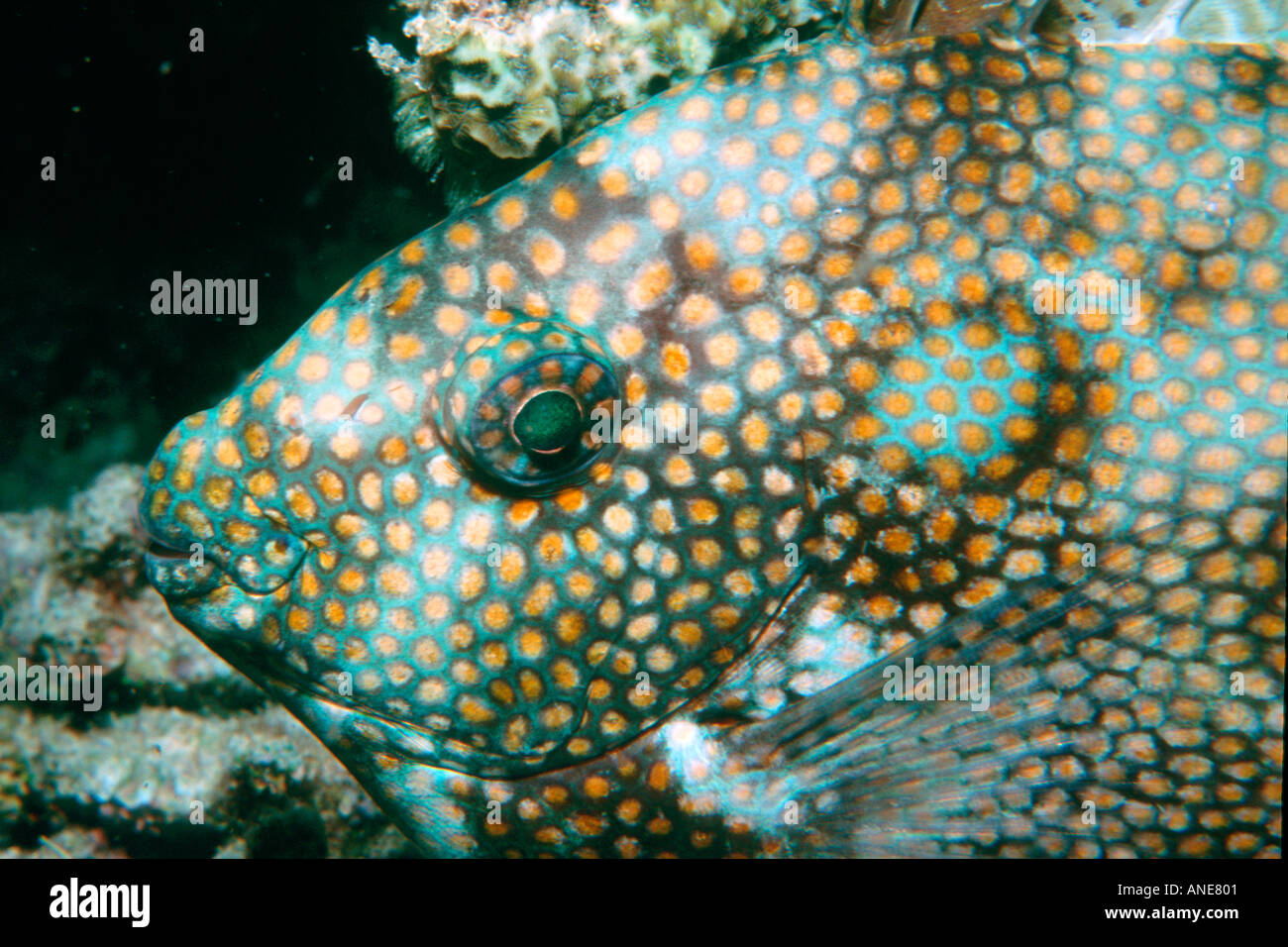 Poisson lapin Coral reef Ribon couchage Siganus corallinus Australie Grande Barrière de corail du Pacifique Sud Banque D'Images