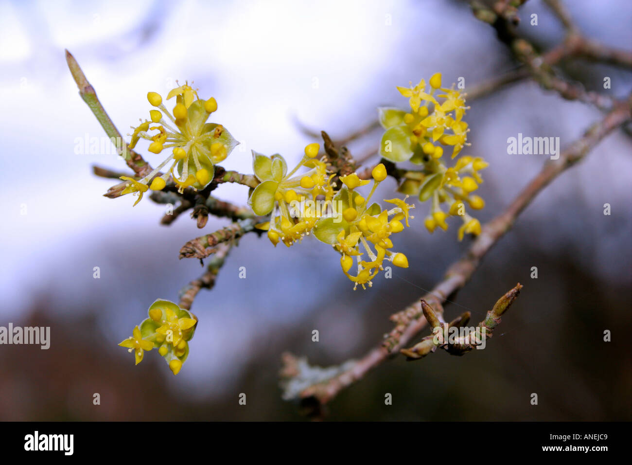 Fleurs de Printemps jaune arbre de jardin à fleurs Cornus mas Aurea nom commun Cherry en cornaline Banque D'Images