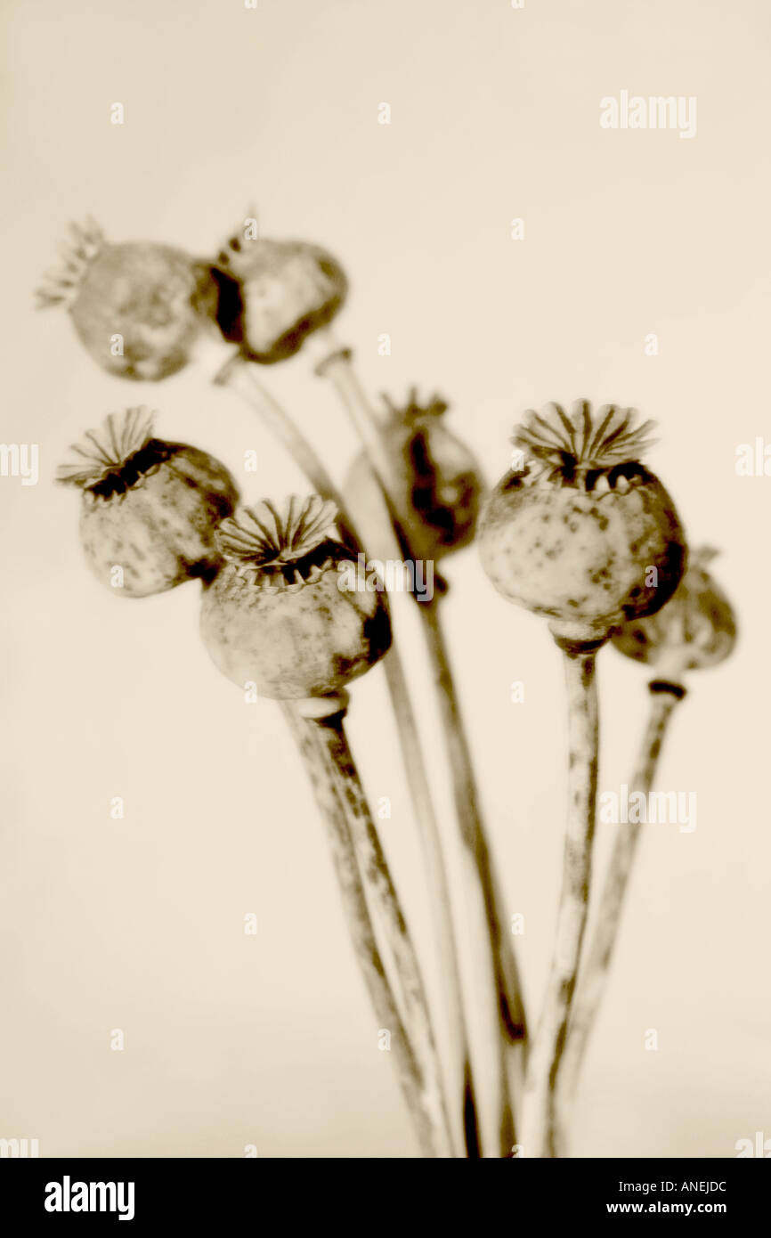 Poppy seedheads soft focus sépia nom botanique Papaver somniferum Banque D'Images