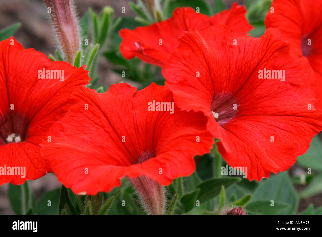 Les fleurs rouges du jardin des plantes annuelles literie Pétunia Photo  Stock - Alamy