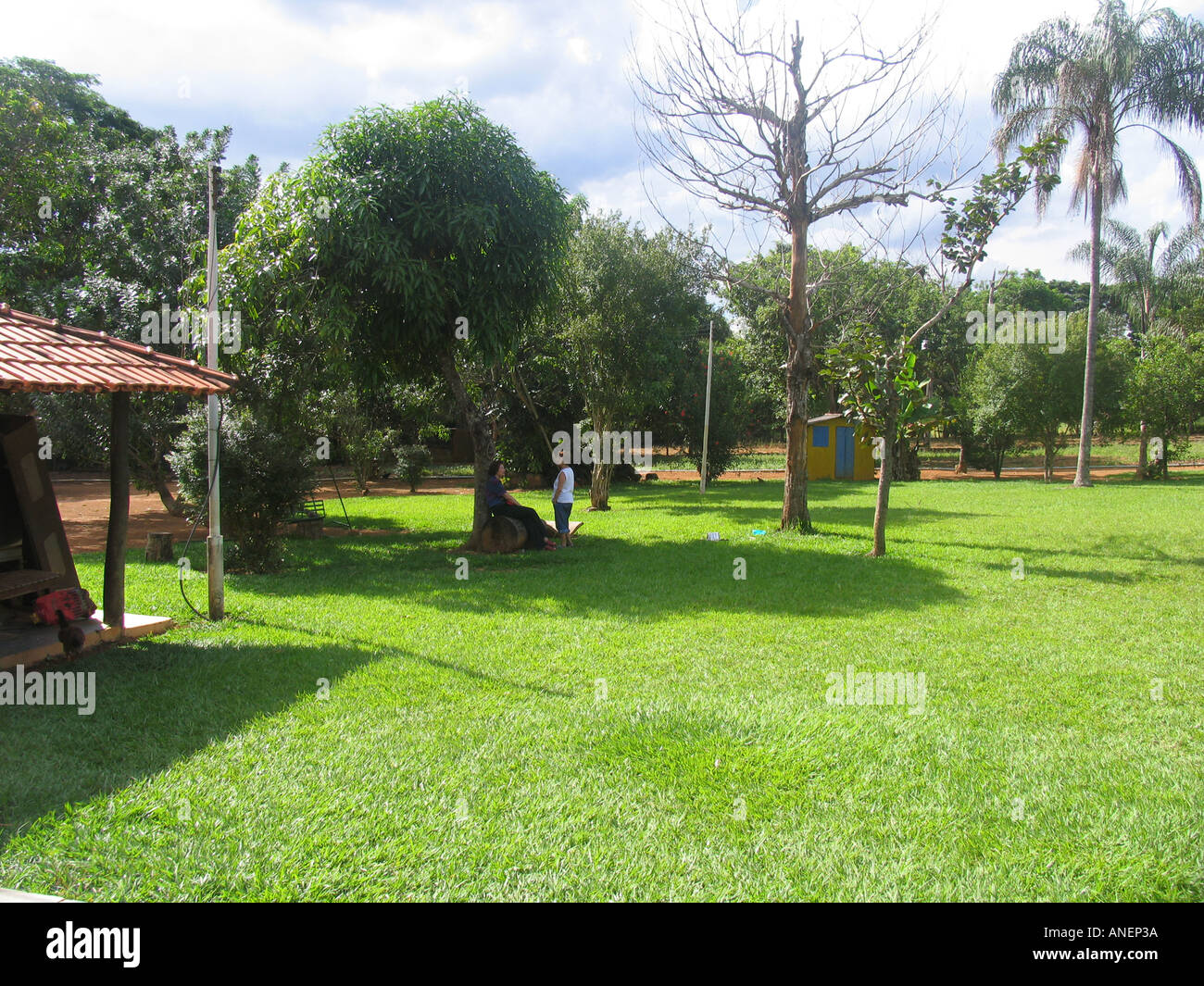 Les poulets et les arbres et les amis parler Brasilia BR Banque D'Images