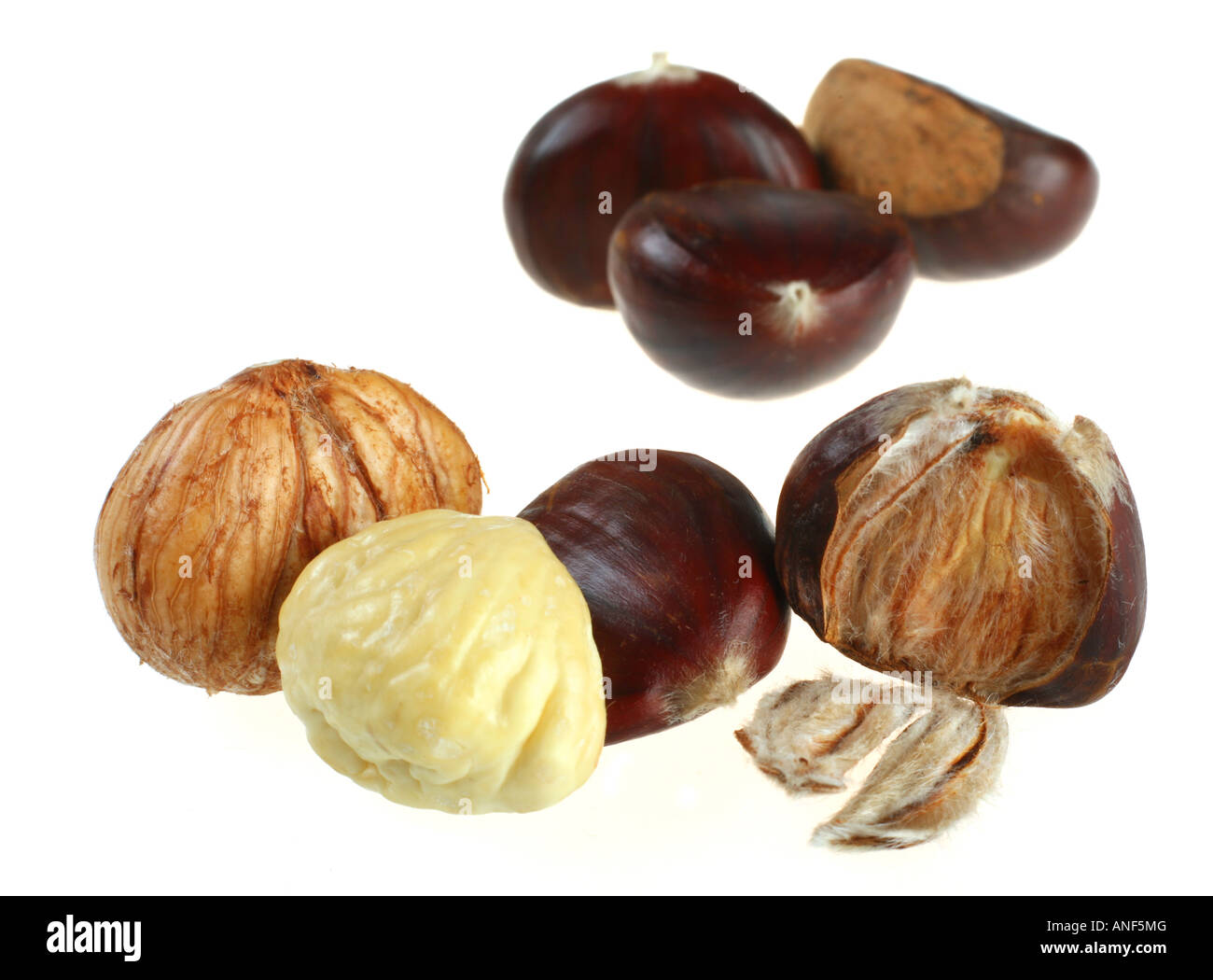 Macro châtaignier isolé sur fond blanc Banque D'Images