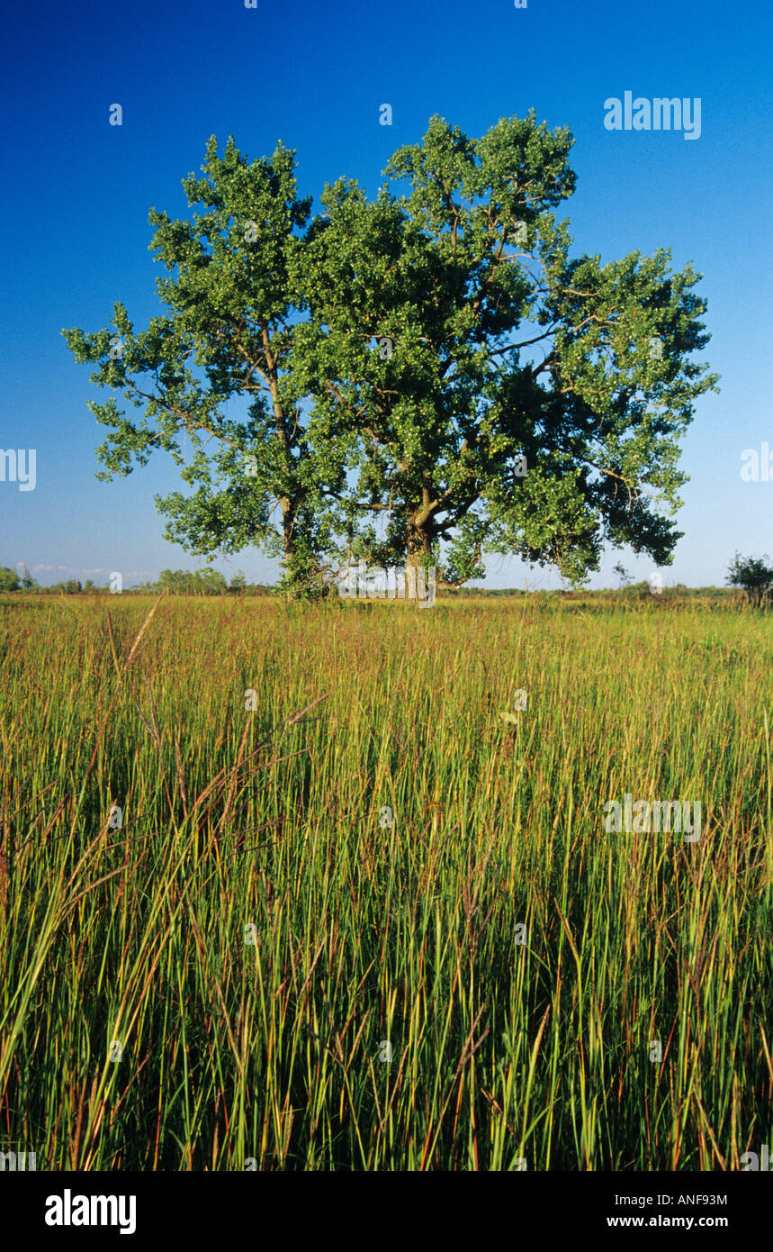 Les hautes herbes des prairies cottonwood, Tolstoi, Manitoba, Canada. Banque D'Images