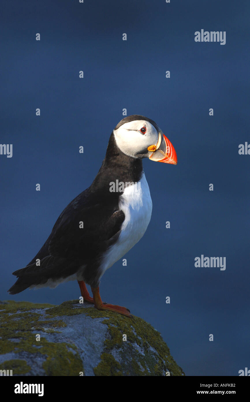 Macareux moine Atlantic Puffin Fratercula arctica sur rock en soleil en été contre la mer Îles Saltee Comté de Wexford Irlande Europe Banque D'Images