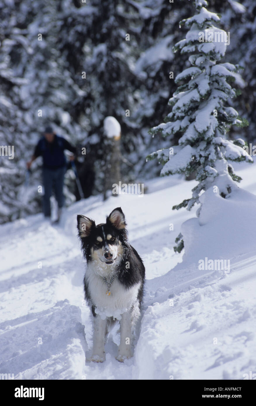 Chien et skieur à la tête de la Reine Blanche, derrière la montagne Station de Ski de Whitewater, Nelson, Colombie-Britannique, Canada. Banque D'Images