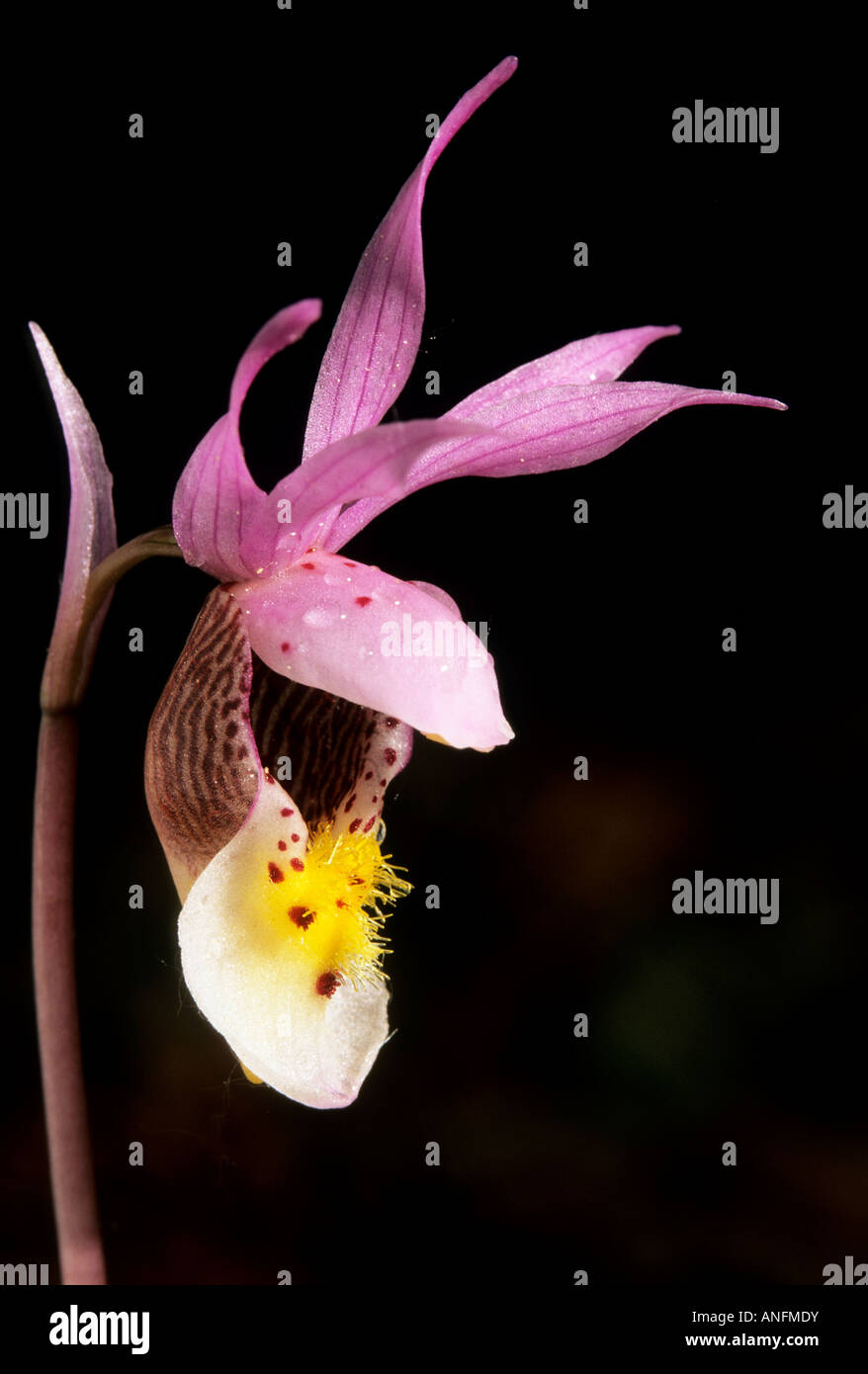 Calypso (Calypso bulbosa) orchid portrait, Tobermory, Bruce Peninsula National Park, Ontario, Canada. Banque D'Images