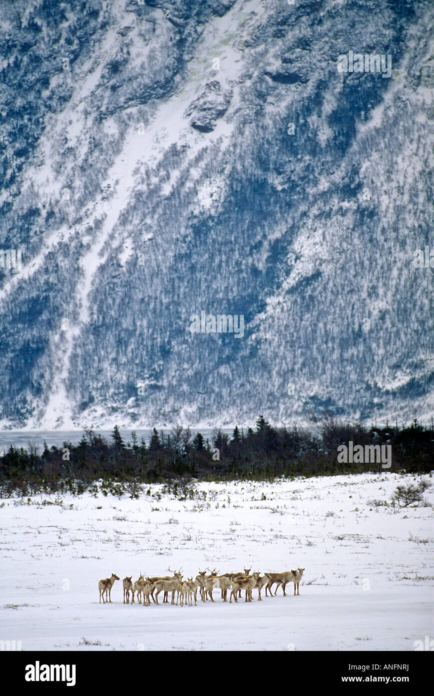 Caribou des bois dans le parc national du Gros-Morne, à Terre-Neuve, Canada. Banque D'Images