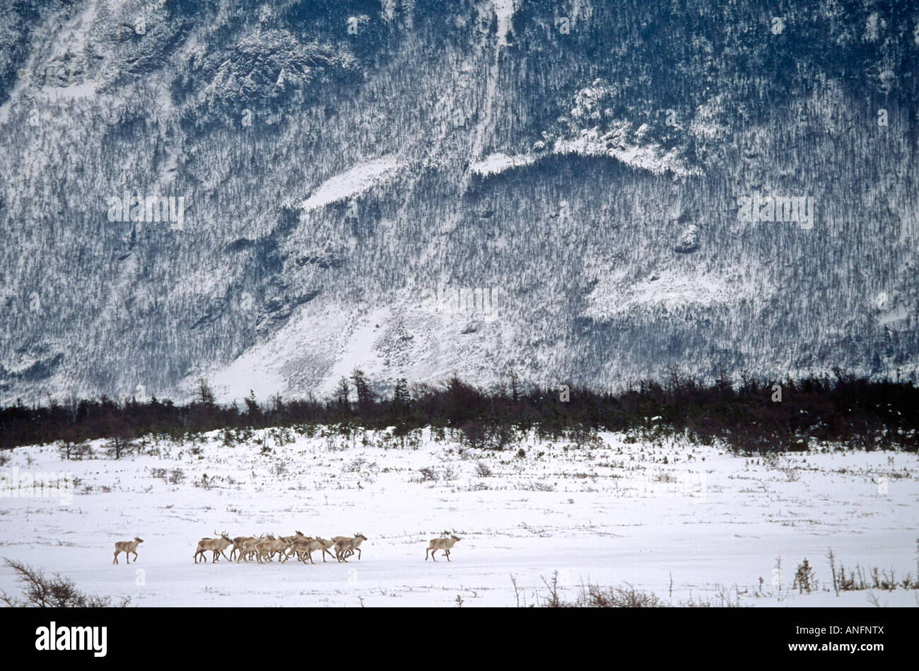 Caribou des bois dans le parc national du Gros-Morne, à Terre-Neuve, Canada. Banque D'Images