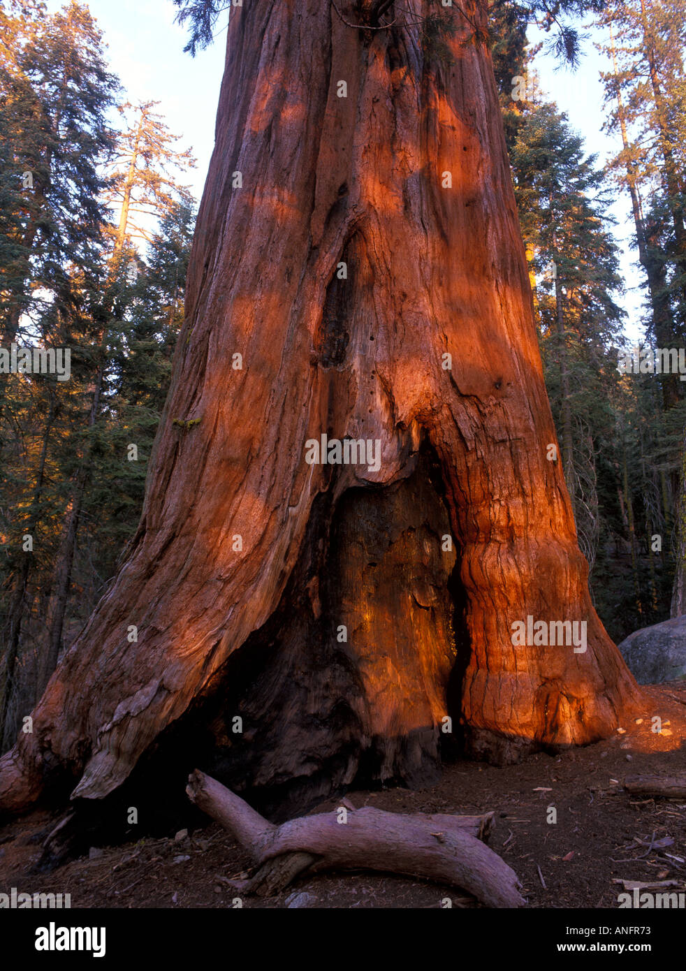 Le Séquoia géant / Bois Rouge (Sequoiadendron giganteum) Sequoia National Park, California, USA Banque D'Images