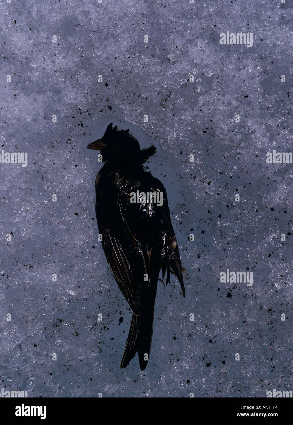 Dead Sparrow / Bunting découvert par la fonte des glaciers en recul /, Columbia Icefield, Jasper National Park, Alberta, Canada Banque D'Images