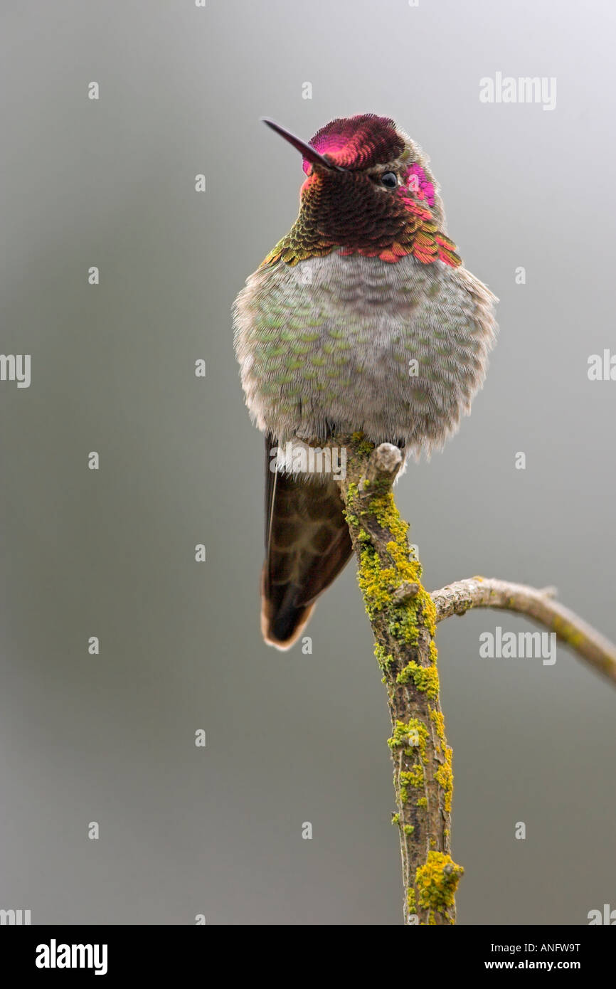 Anna's Hummingbird mâle perché sur Branch, British Columbia, Canada. Banque D'Images