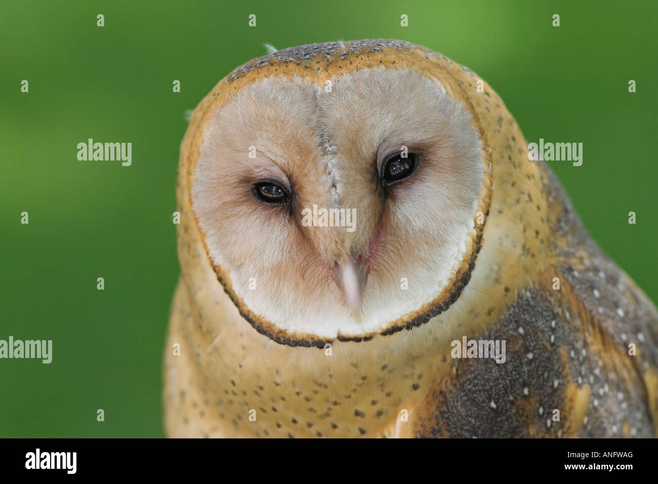 Barn Owl Head détail, British Columbia, Canada. Banque D'Images
