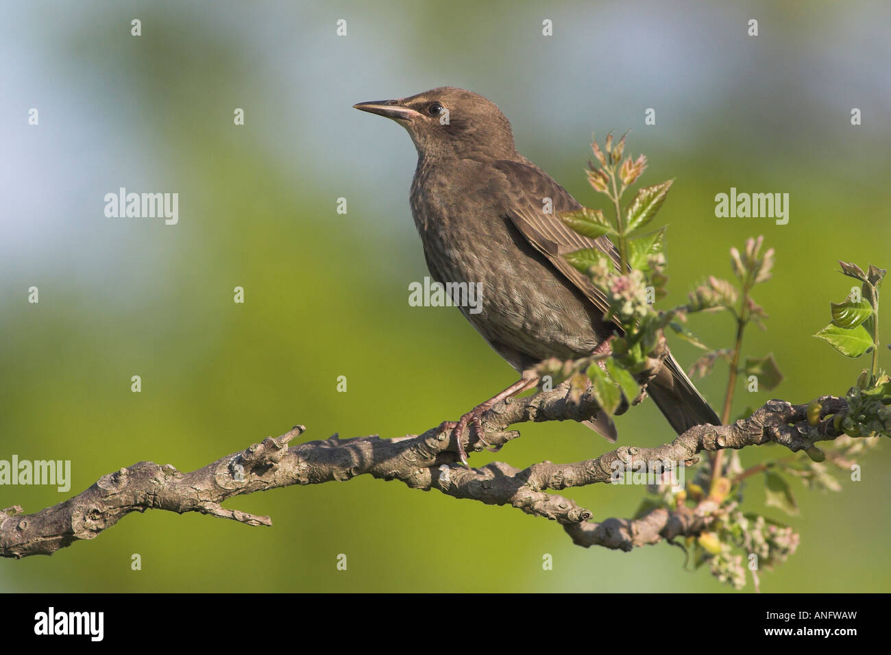 L'Étourneau sansonnet perché sur Branch, British Columbia, Canada. Banque D'Images