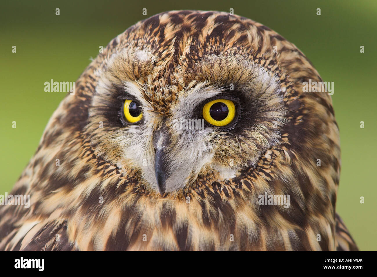 Tête de hibou des détails, British Columbia, Canada. Banque D'Images