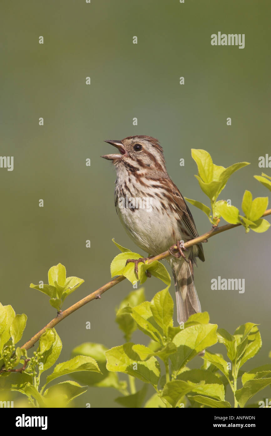 Bruant chanteur perché sur une branche du chant, de la Colombie-Britannique, Canada. Banque D'Images
