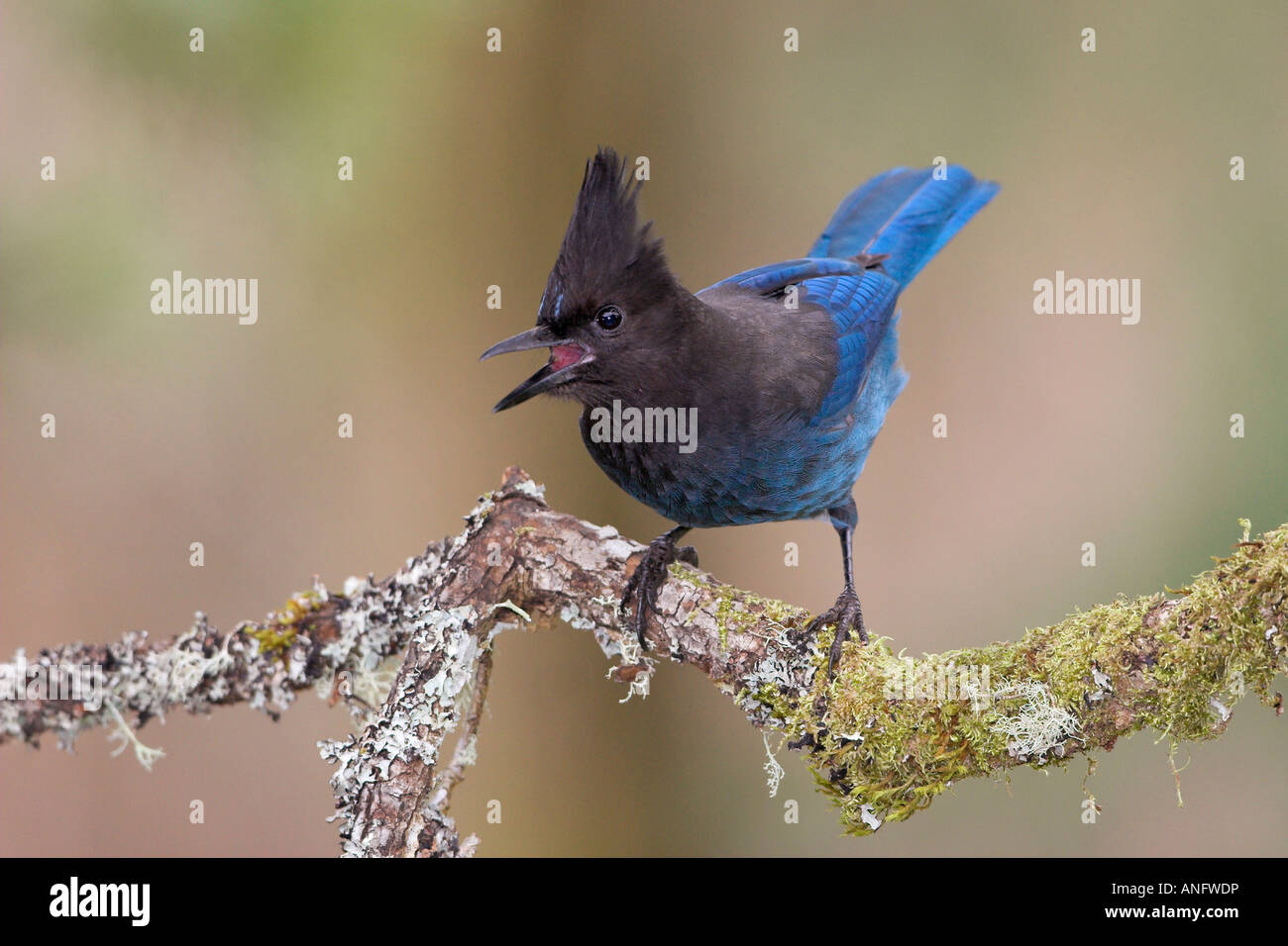Geai de Steller sur le chant de la direction générale, de la Colombie-Britannique, Canada. Banque D'Images