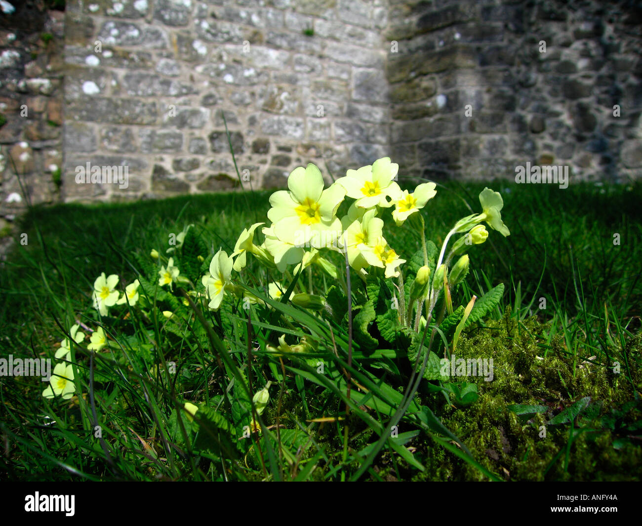 Close up de petites fleurs jaunes sur l'herbe contre mur de pierre Banque D'Images