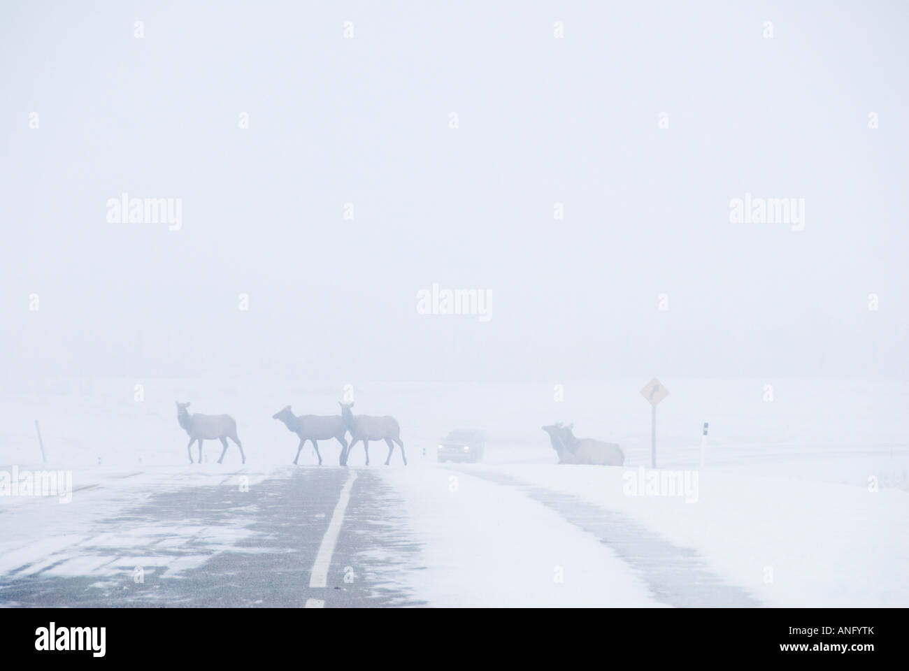 Le wapiti (Cervus elaphus) troupeau dans le brouillard matinal traversant l'autoroute 5. L'un des conducteurs des dangers face en passant à travers un Natio Banque D'Images