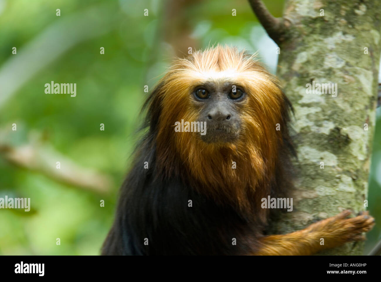 Stock Photo d'une tête de singe tamarin doré La photo a été prise dans la vallée des singes près de Poitiers en France Banque D'Images