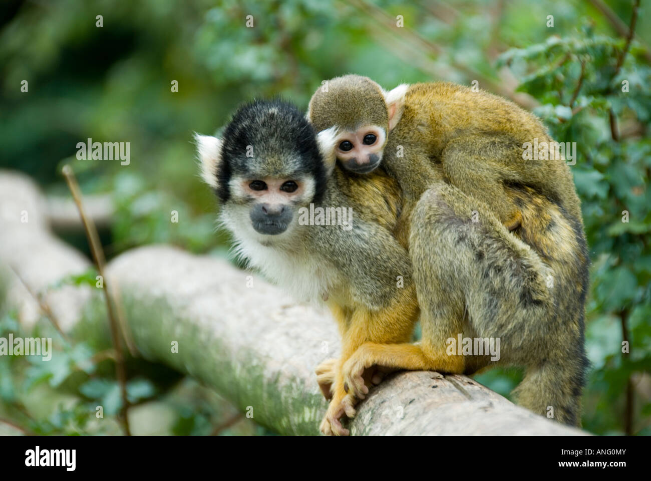 Stock Photo d'un singe écureuil avec son bébé sur le dos la photo a été prise dans la vallee des singespark près de Poitiers Banque D'Images