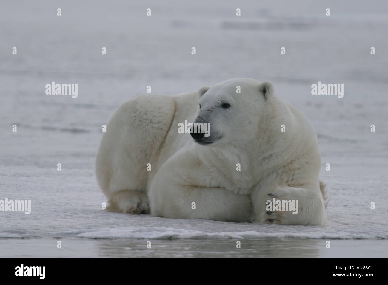 Mâle adulte Ours blanc Ursus maritimus sur lac gelé près de la Baie d'Hudson au nord du Manitoba Churchill Canada Banque D'Images