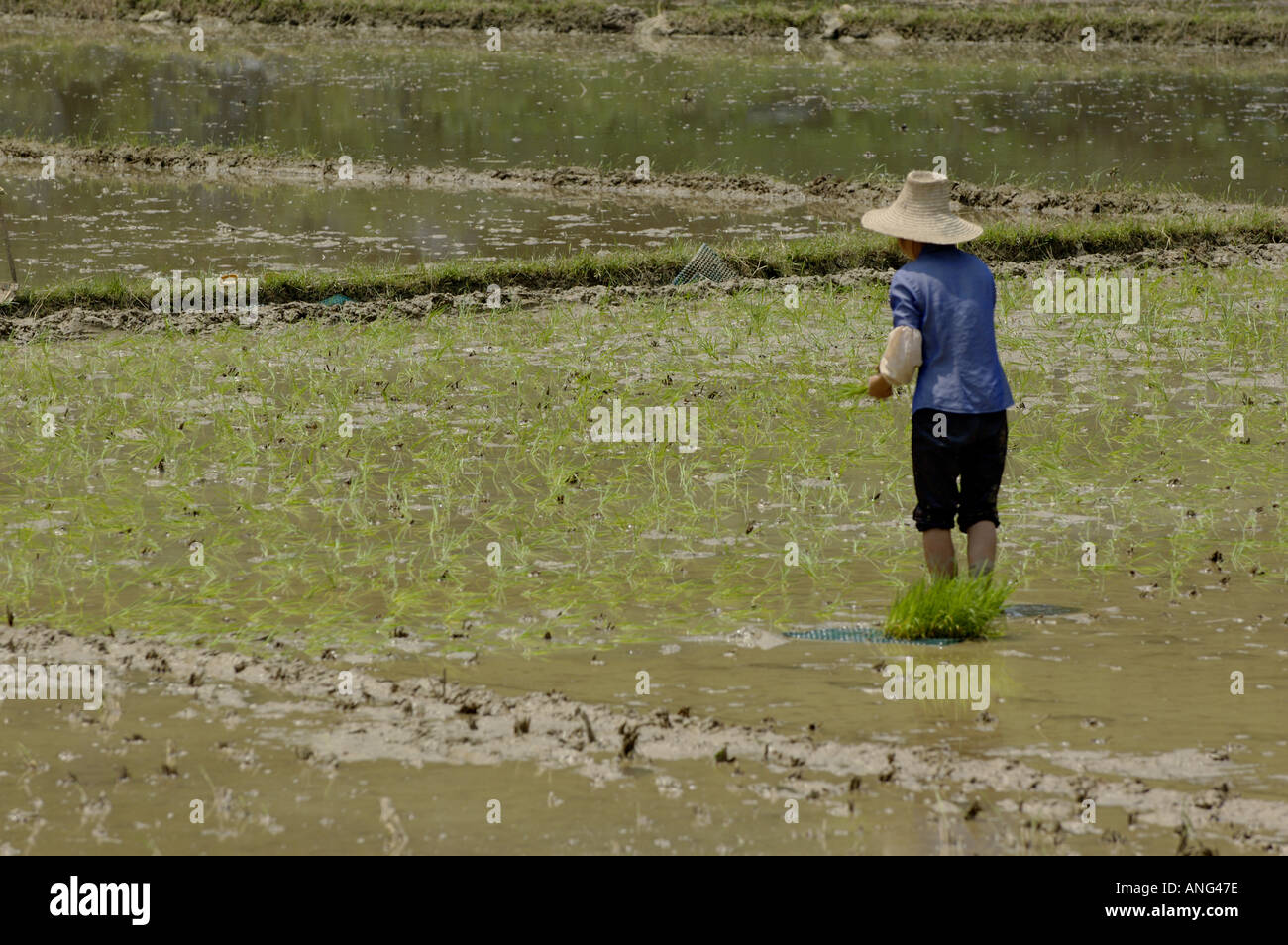 Chine Guangxi Yangshuo un paysan la couture d'un riz paddy Banque D'Images