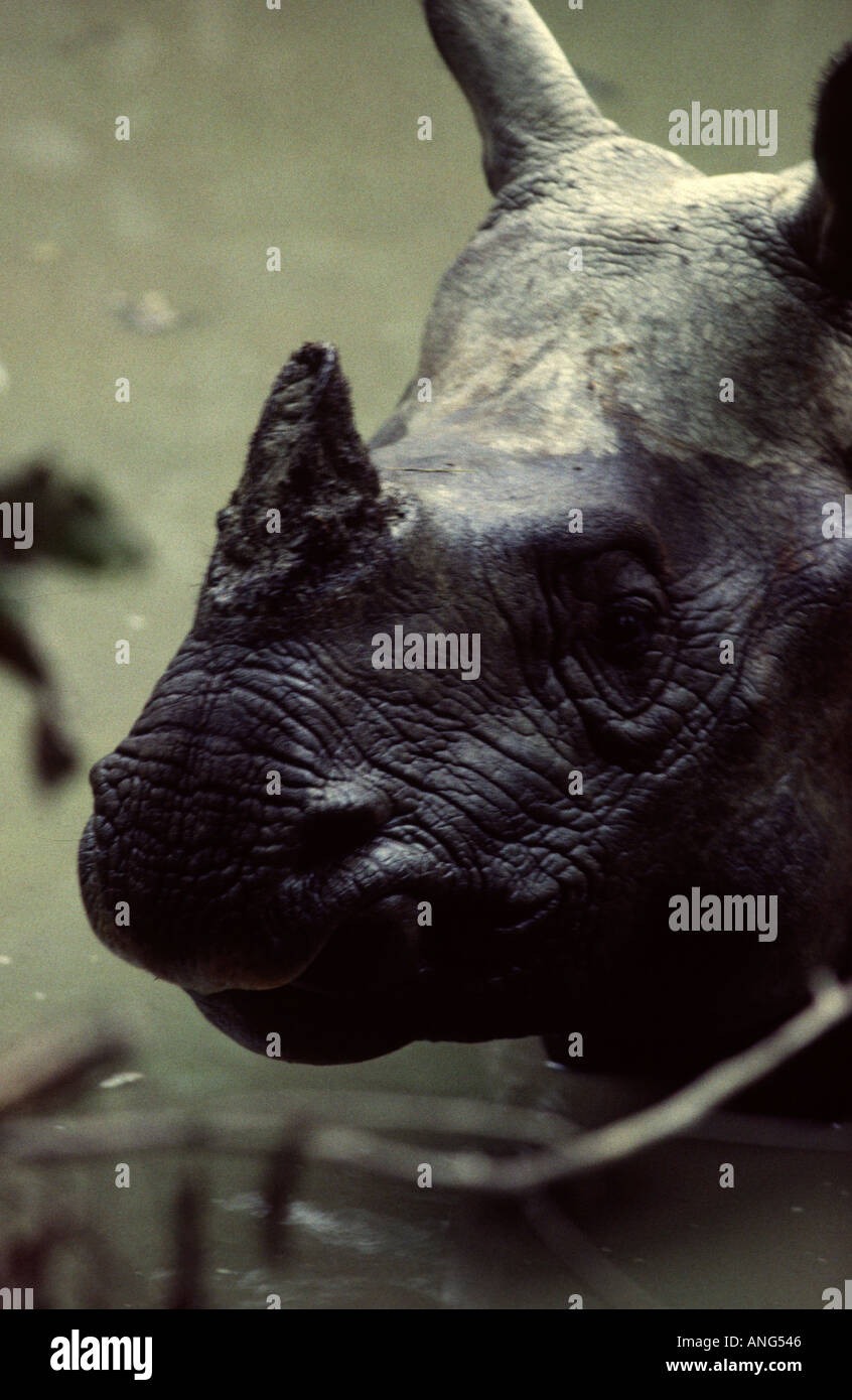 Un rhinocéros d'Asie se vautrer dans un étang dans le parc national Royal de Chitwan Népal Sauraha Banque D'Images