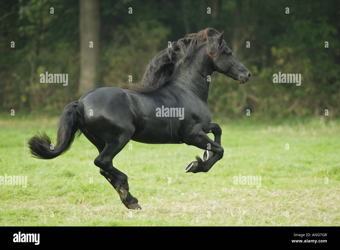 Cheval frison - le galop on meadow Banque D'Images
