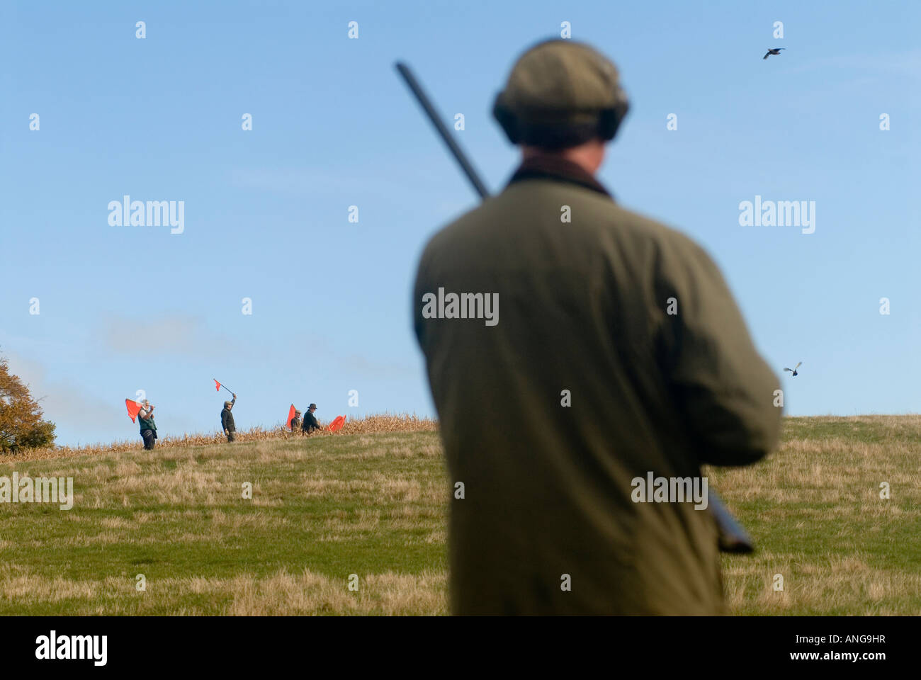 Gibier Bird Shoot UK. Tir à St clair Estate Hampshire, des canons des années 2000 attendant les batteurs qui portent des drapeaux rouges pour finir de rincer les oiseaux. Banque D'Images